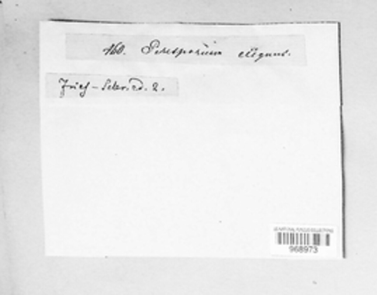 Perisporium elegans image